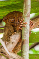 Philippine tarsier (Carlito syrichta) on Bohol island, Philippines