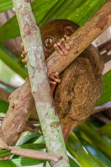 Philippine tarsier (Carlito syrichta) on Bohol island, Philippines