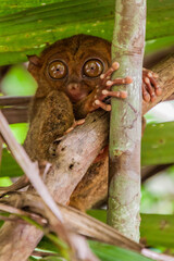 Philippine tarsier (Carlito syrichta) on Bohol island, Philippines