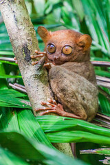Tarsier sitting on a tree, Bohol island, Philippines