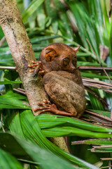 Philippine tarsier (Carlito syrichta) on Bohol island, Philippines