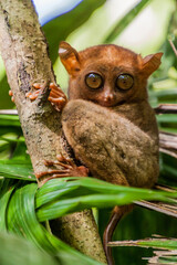 Philippine tarsier (Carlito syrichta) on Bohol island, Philippines