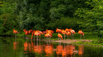 Flamingos or flamingoes are a type of wading bird in the family Phoenicopteridae.