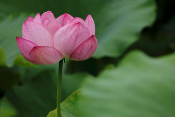 Fototapeta premium ハスの花
