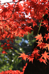 Closeup photo of a Japanese maple with red autumn leaves