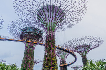 Fototapeta premium Supertree grove, Garden by the Bay, Singapore