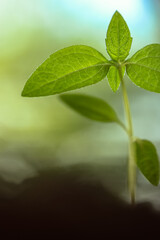 A close up young plant grows out of the ground: seedlings in spring, new life. High quality photoю