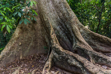 Giant tree in Taman Negara national park, Malaysia