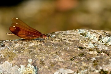 光を浴びながらのんびりくつろぐミヤマカワトンボ