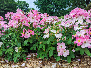 pink flowers in garden