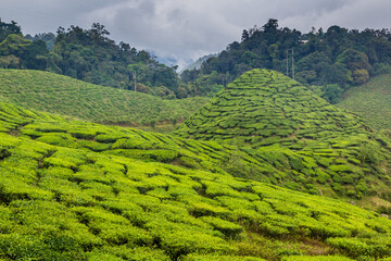 Obraz premium View of a tea plantation in the Cameron Highlands, Malaysia
