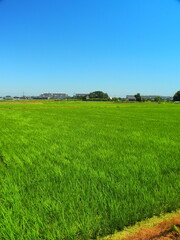 風のある郊外の青田風景