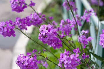 Group of blooming violet garden flowers close up.