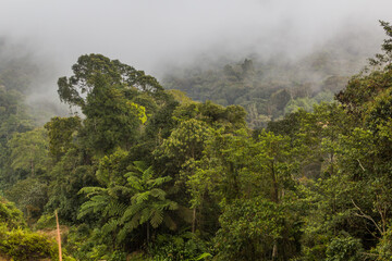 Fototapeta na wymiar Misty forest in the Cameron Highlands, Malaysia