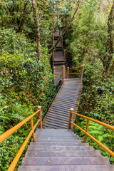 Boardwalk in the Mossy Forest in the Cameron Highlands, Malaysia