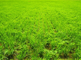 風のある郊外の青田風景