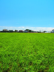 風のある郊外の青田風景