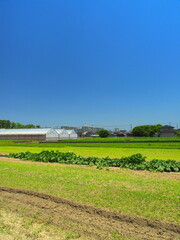 Fototapeta na wymiar 初夏の郊外の野菜畑と休耕地風景