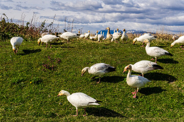 A flock of white geese in the park breeding british columbia canada.