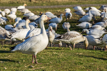 A flock of white geese in the park breeding british columbia canada.