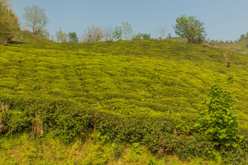 Tea gardens near Lahijan, Gilan province, Iran