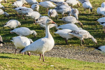 Obraz premium A flock of white geese in the park breeding british columbia canada.