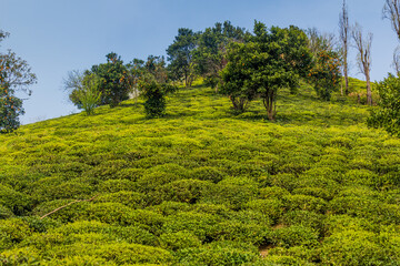 Tea gardens near Lahijan, Gilan province, Iran