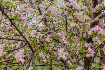Cherry tree in blossom in Zanjan, Iran