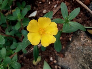 yellow flower in the garden