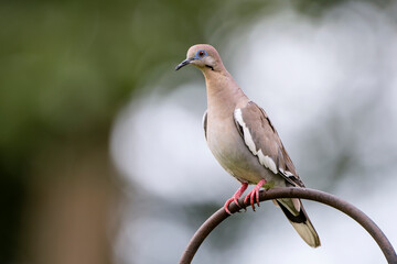 White Wing Dove Perched on Shepherd's Hook in Garden Setting in South Central Louisiana