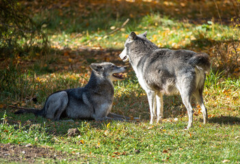 Timber wolves having fun © Chris