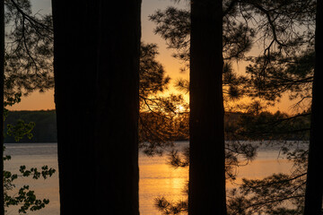 Pine tree silhouetted at sunset