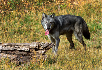 Timber wolves having fun © Chris