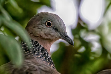 Spotted dove