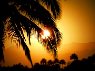 Sun behind palmtree 