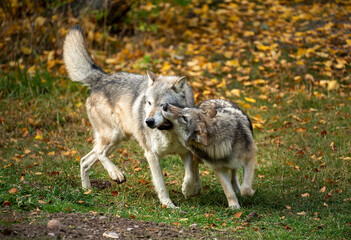 Timber wolves having fun