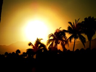 Fototapeta na wymiar Sunset and palm trees
