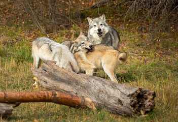 Obraz premium Timber wolves having fun