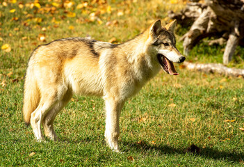 Timber wolves having fun