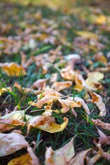 AUTUMN is caming concept, flyer, Autumn season landscape - falling yellow orange leaves on green grass in the city park or garden, tranquil foliage background, copy space