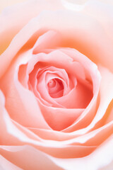 Fototapeta na wymiar Pink rose flower close up for background and soft focus.