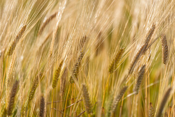 Ripe barley ears, Barley field