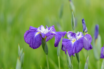 Flowers of Siberian iris, Iris sanguinea