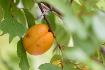 Beginning ripe apricot fruits, Armenian plum, on the branch