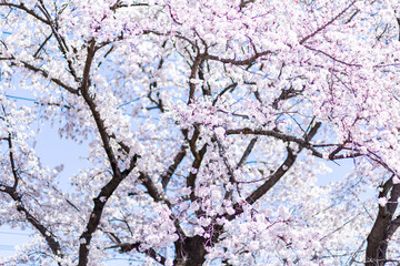 Cherry blossom and blue sky