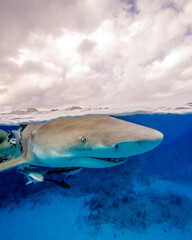 Fototapeta premium A Lemon Shark Cruises the Surface at Grand Bahama Island