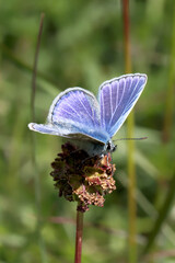 Fototapeta premium A Common Blue Butterfly basking in the sun.