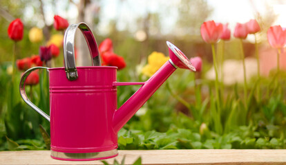 Pink metal watering can on a background of tulips. It stands near the flowerbed in the garden. Spring flowering, discounts, sales.