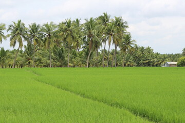Fototapeta premium Paddy field in India