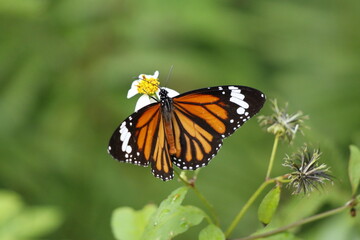 Obraz premium 西表島のスジグロカバマダラ